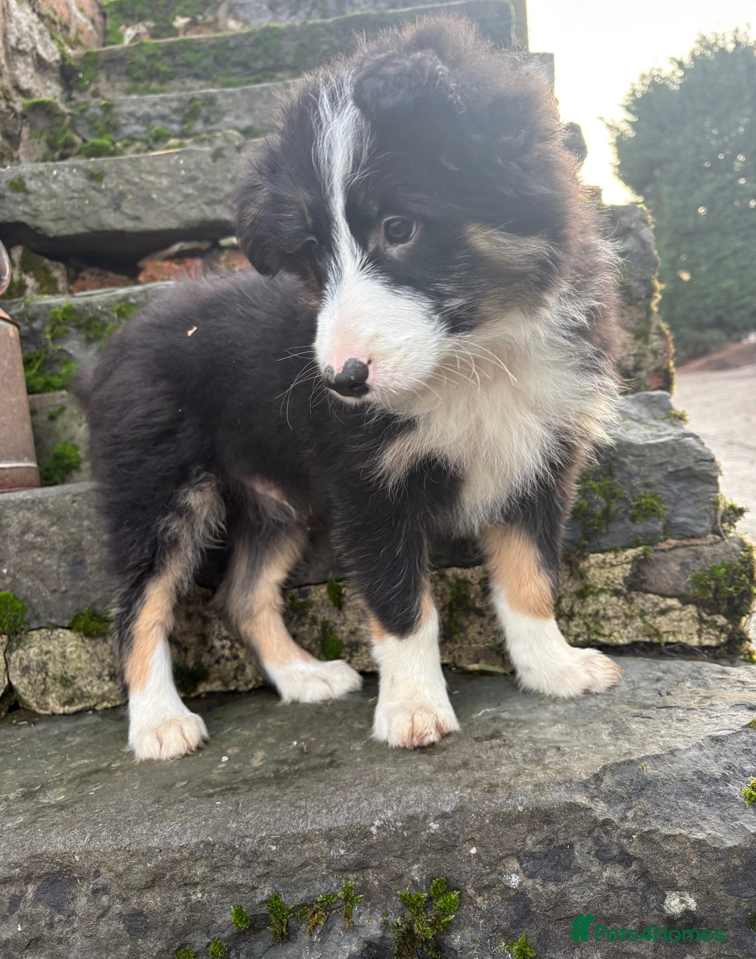 Bearded Collie dogs for sale: 💥3/4 beautiful BEARDIE BOY! 💥 - Advert 17