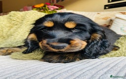 Cocker Spaniel dogs for sale: Top quality fully health tested show cocker pups - Image 22