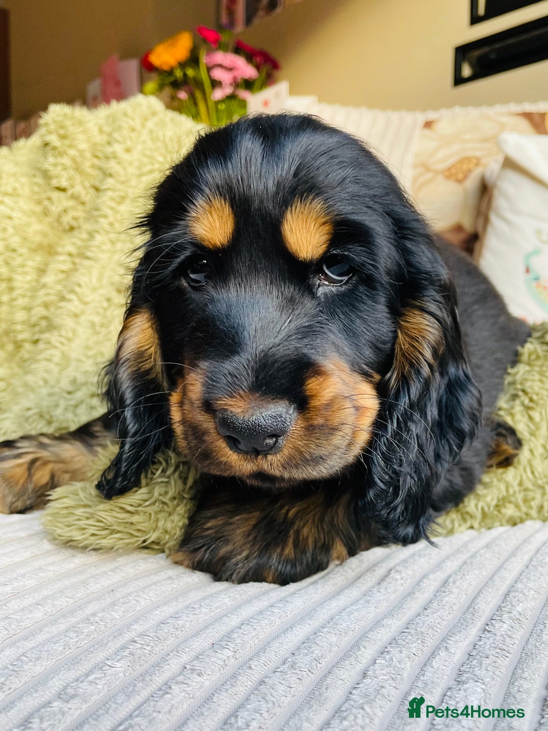 Cocker Spaniel dogs for sale: Top quality fully health tested show cocker pups - Image 22