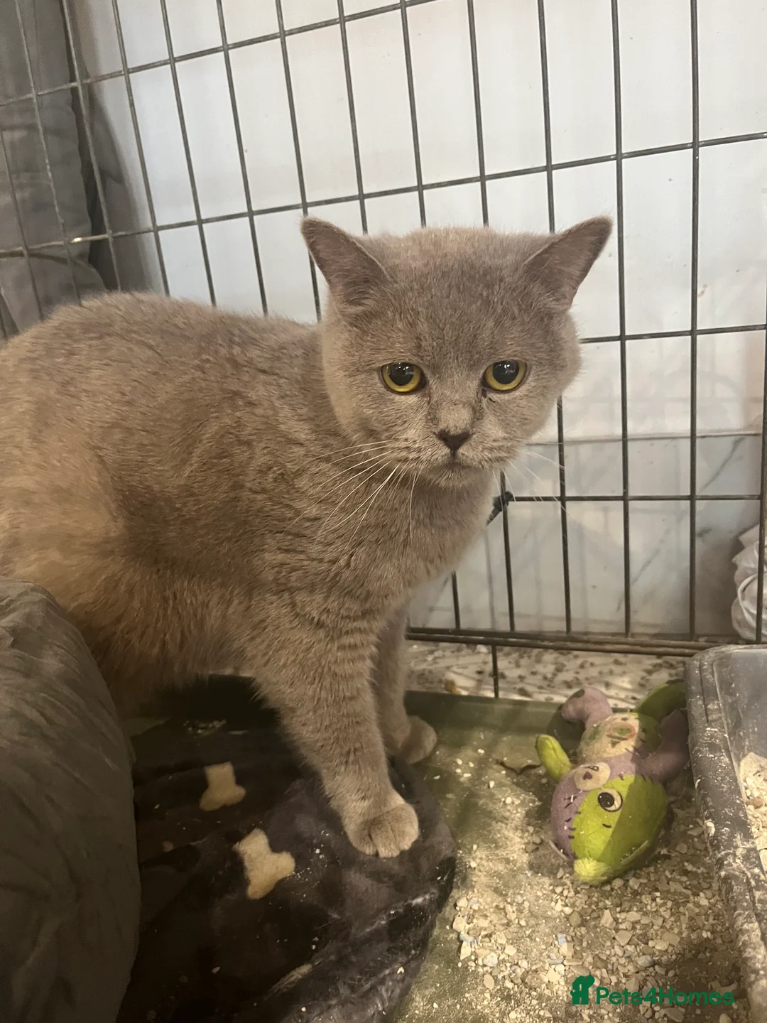 British Shorthair cats for sale: British shorthair kittens 🐈‍⬛ - Advert 11