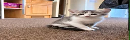 Domestic Shorthair cats for sale: Kittens friendly  - Advert 3
