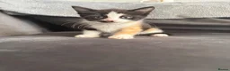 Domestic Shorthair cats for sale: 4 Adorable Domestic Shorthair Kittens - Advert 12