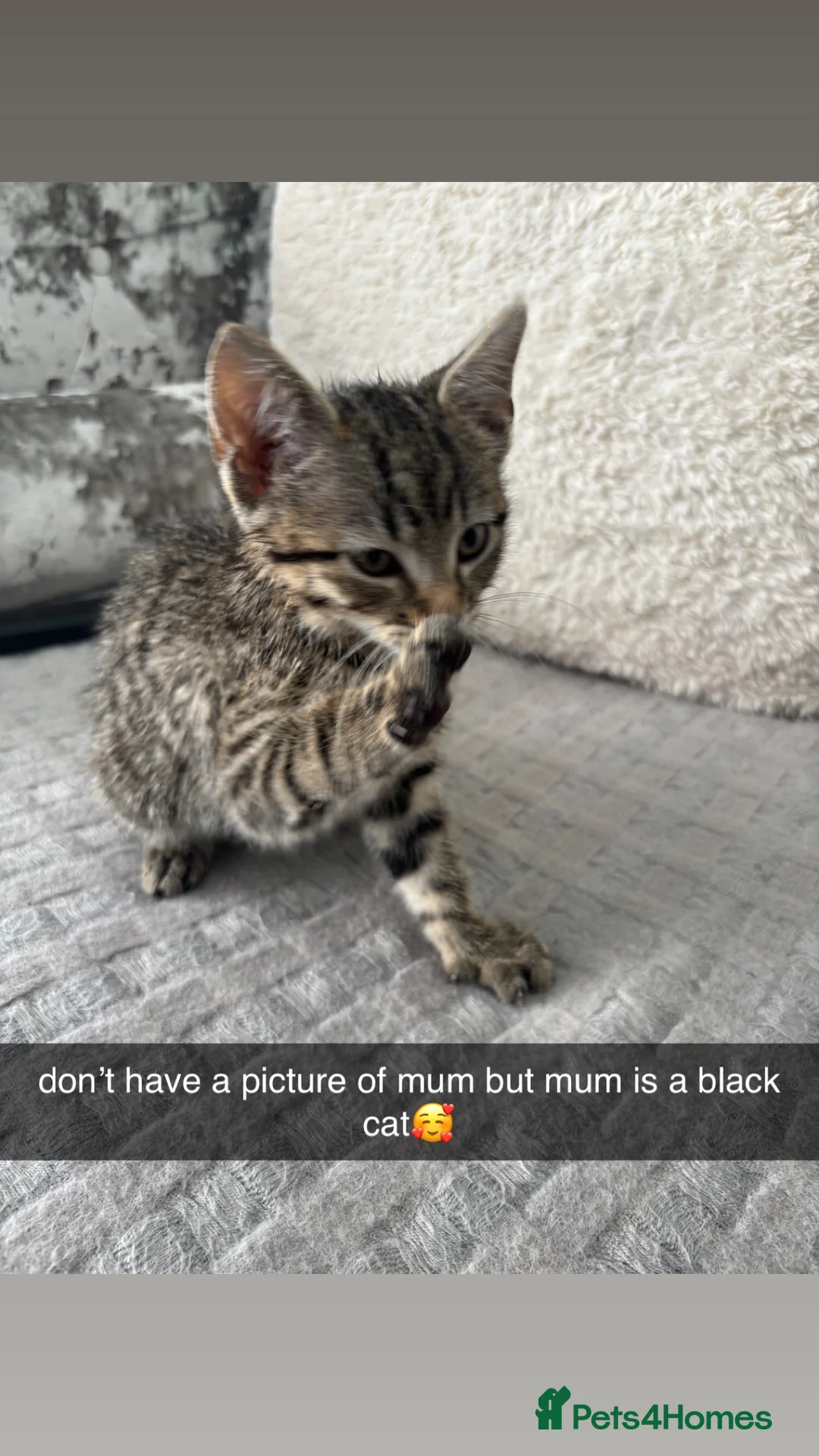 Mixed Breed cats for sale: Mixed breed 9 week old kitten  - Advert 1