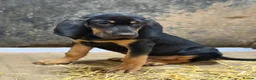 Bloodhound dogs for sale: Last boy left  - Advert 4