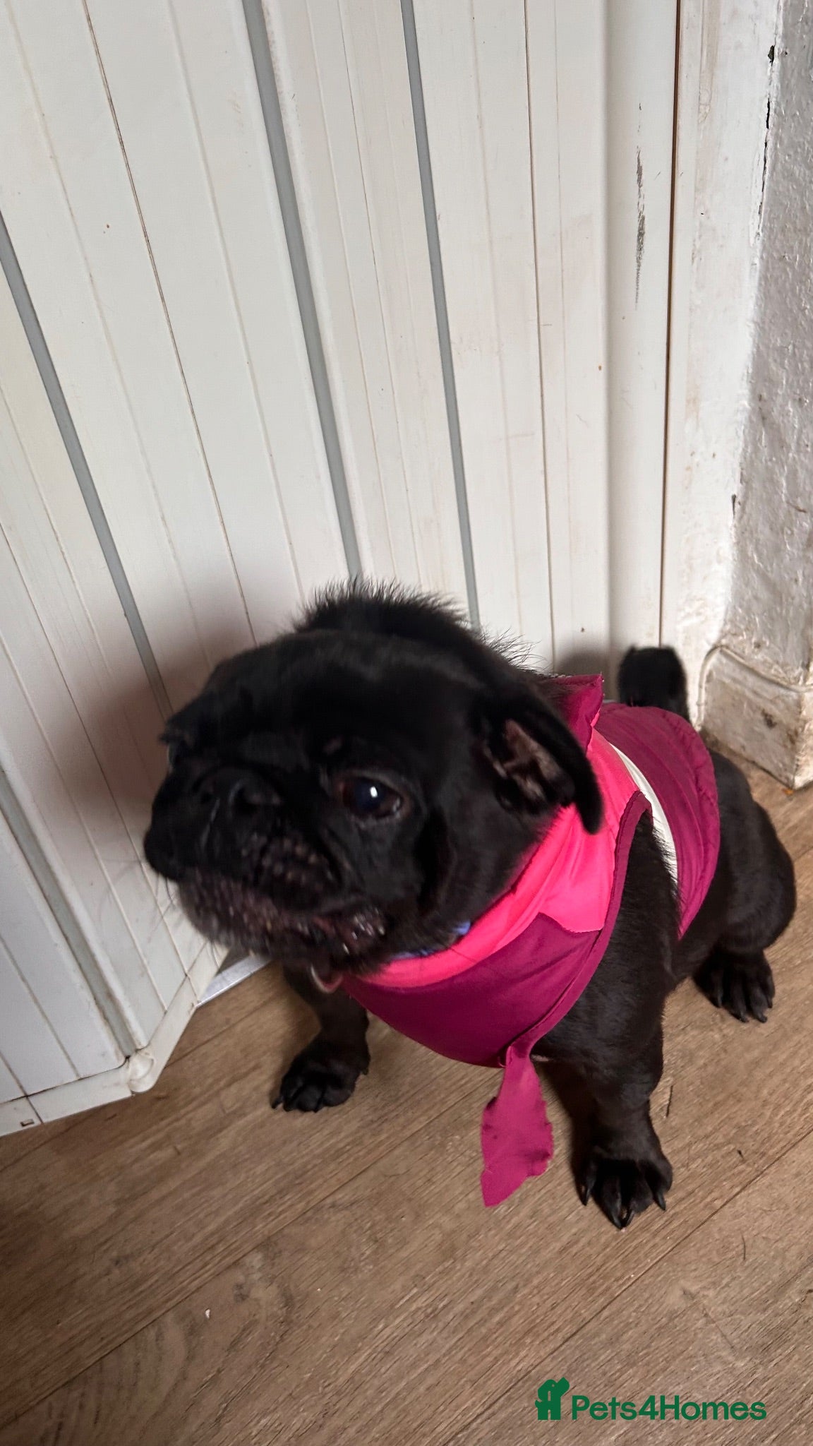 Pug dogs Rehome companion dog  - Advert 1