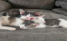British Shorthair cats for sale: Kitten ready to go  - Image 2