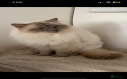Ragdoll cats for stud: STUNNING LILAC RAGDOLL MALE STUD  - Image 1