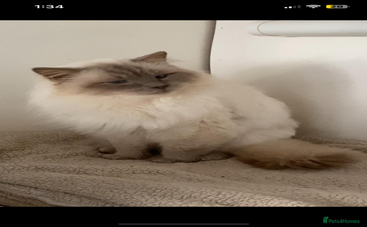 Ragdoll cats - Advert 2