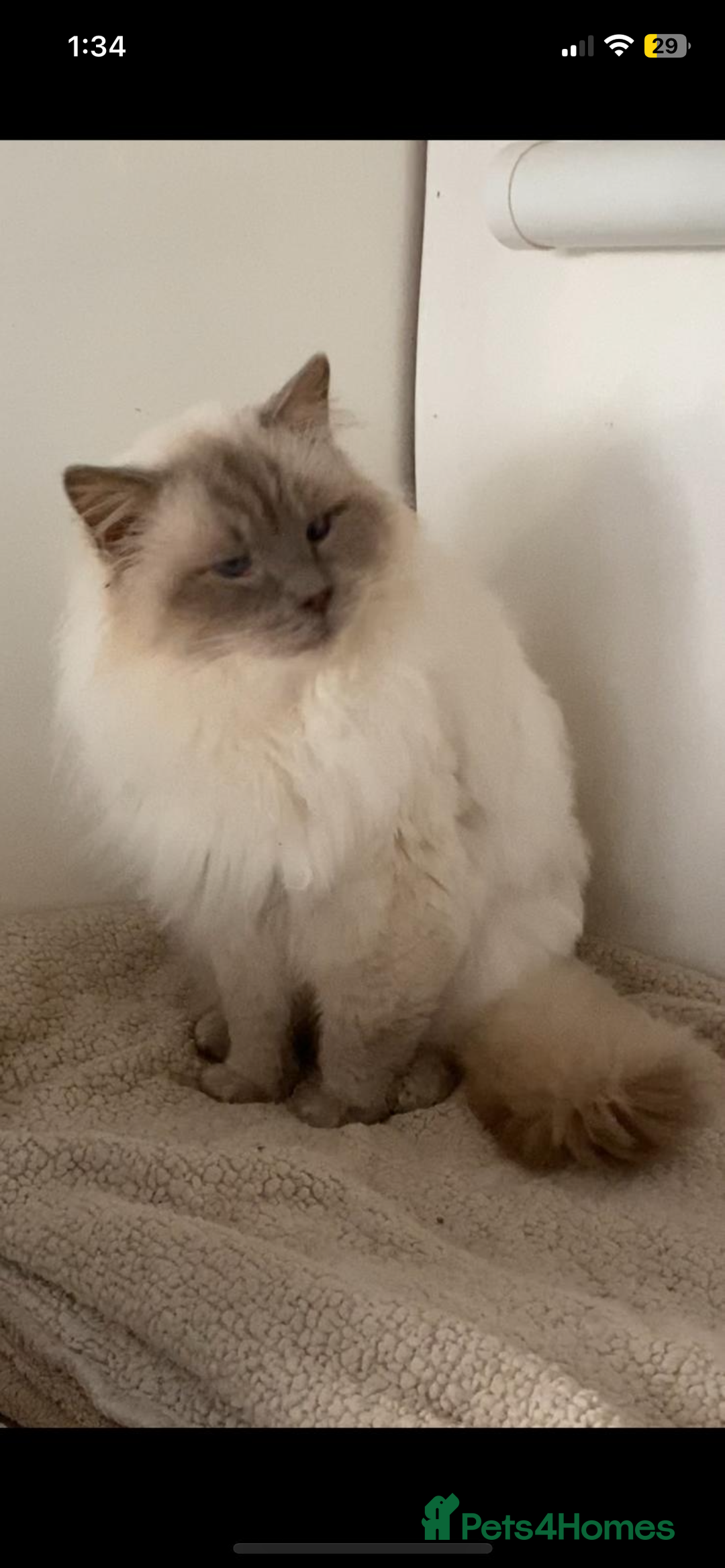 Ragdoll cats for stud: STUNNING LILAC RAGDOLL MALE STUD  - Image 1