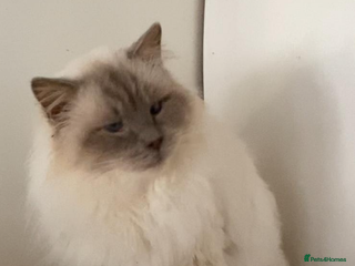 Ragdoll cats - Advert 2