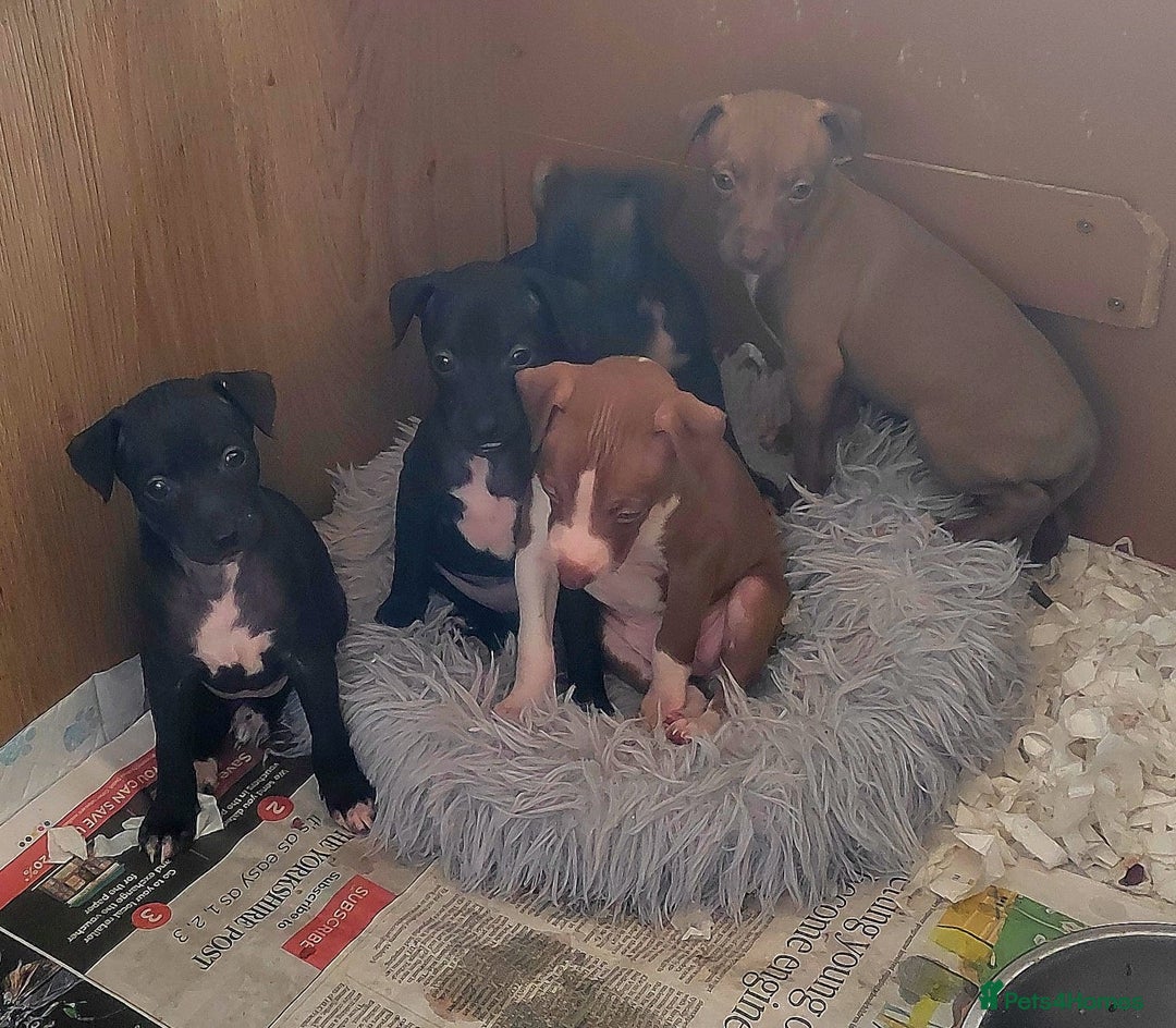 Italian Greyhound dogs for sale: Full bred Italian greyhound pups - Advert 5