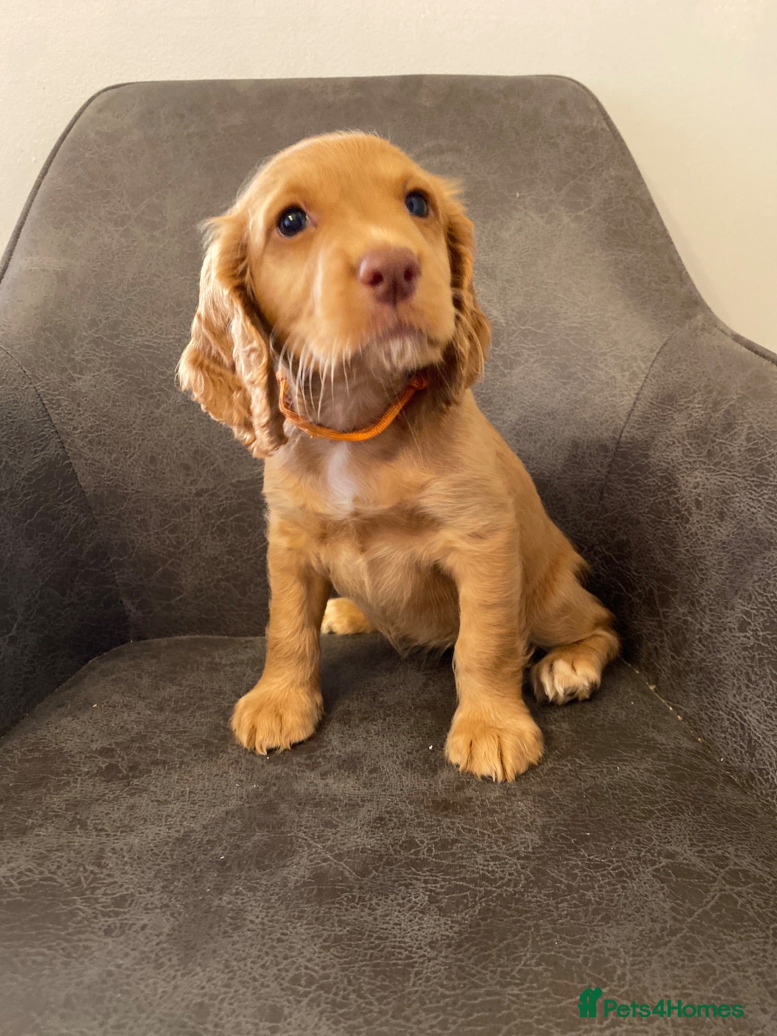 Cocker Spaniel dogs Beautiful KC Working Cocker Spaniel Puppies. - Advert 2
