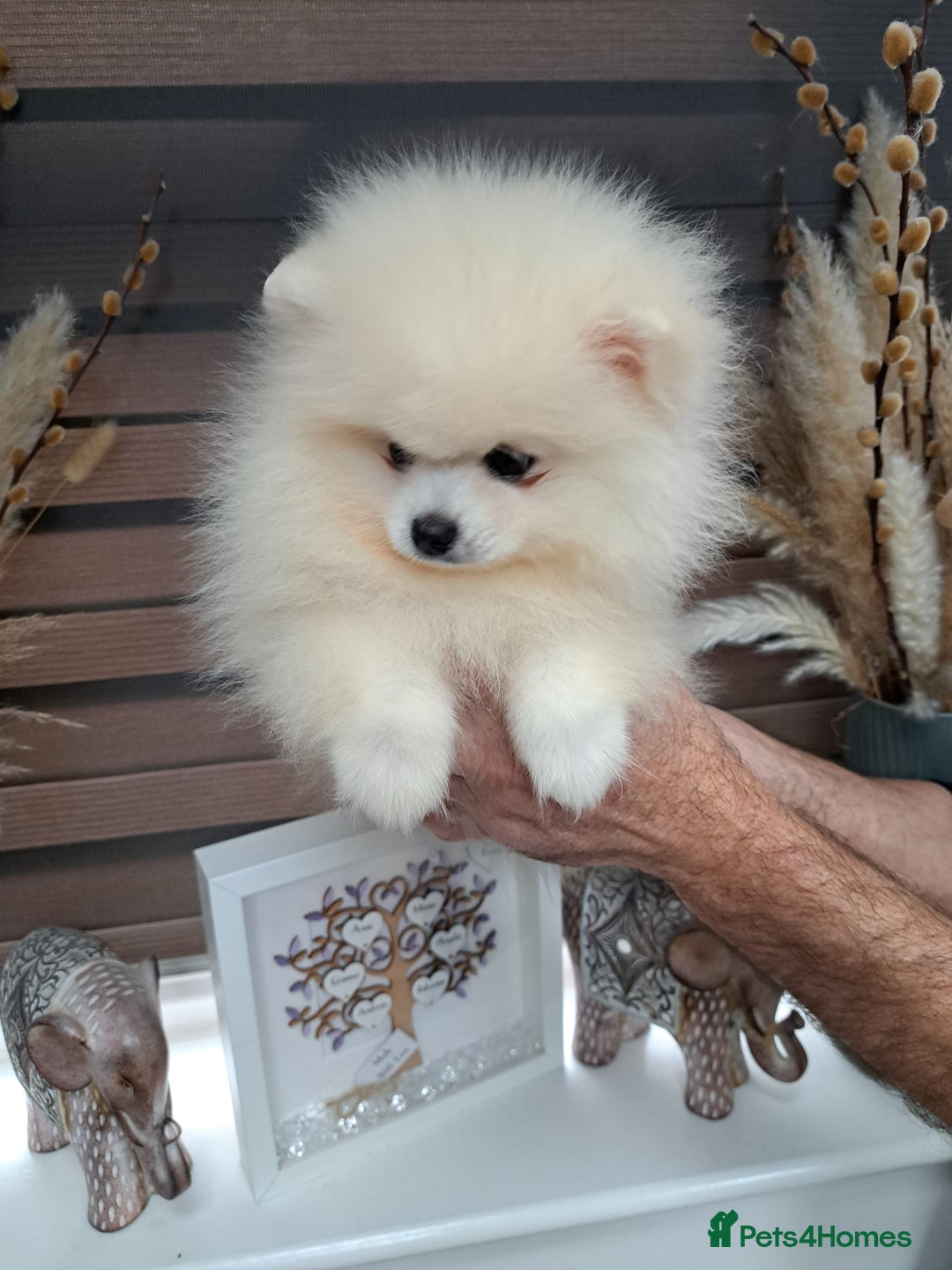 Pomeranian dogs for sale: Beautiful Pomeranian  - Image 4