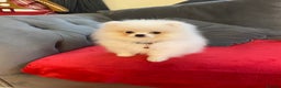 Pomeranian dogs for sale: 12 week old teddy bear Pomeranian white beautiful! - Advert 1