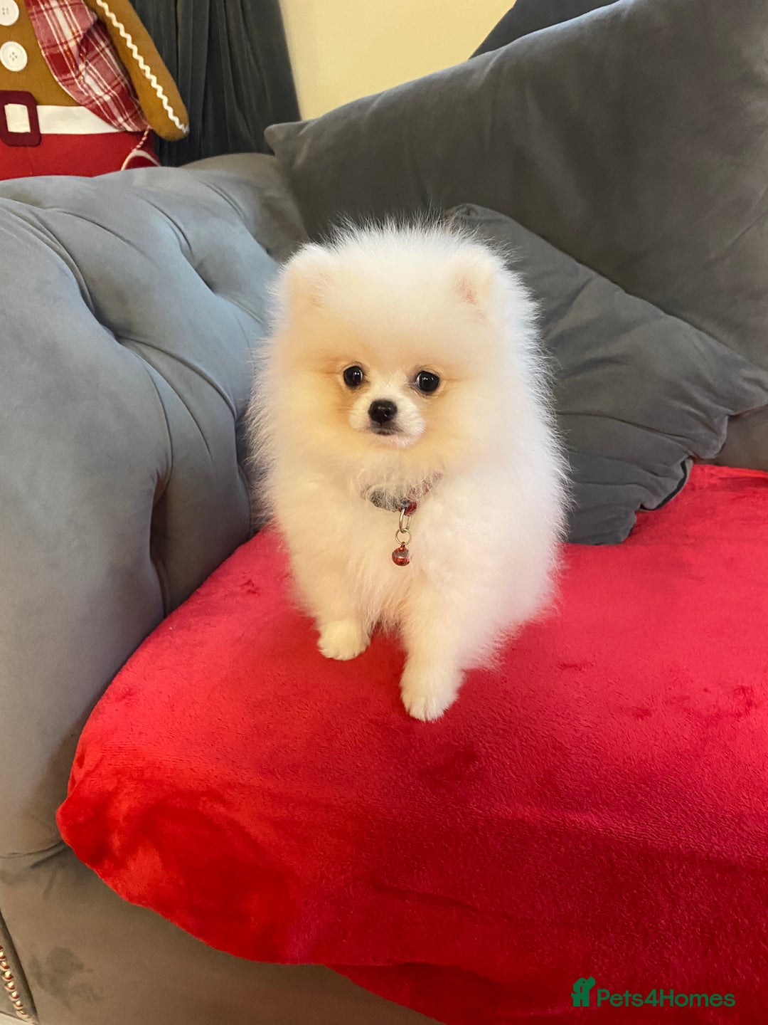 Pomeranian dogs for sale: 12 week old teddy bear Pomeranian white beautiful! - Advert 1