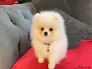 Pomeranian dogs 12 week old teddy bear Pomeranian white beautiful! - Advert 1