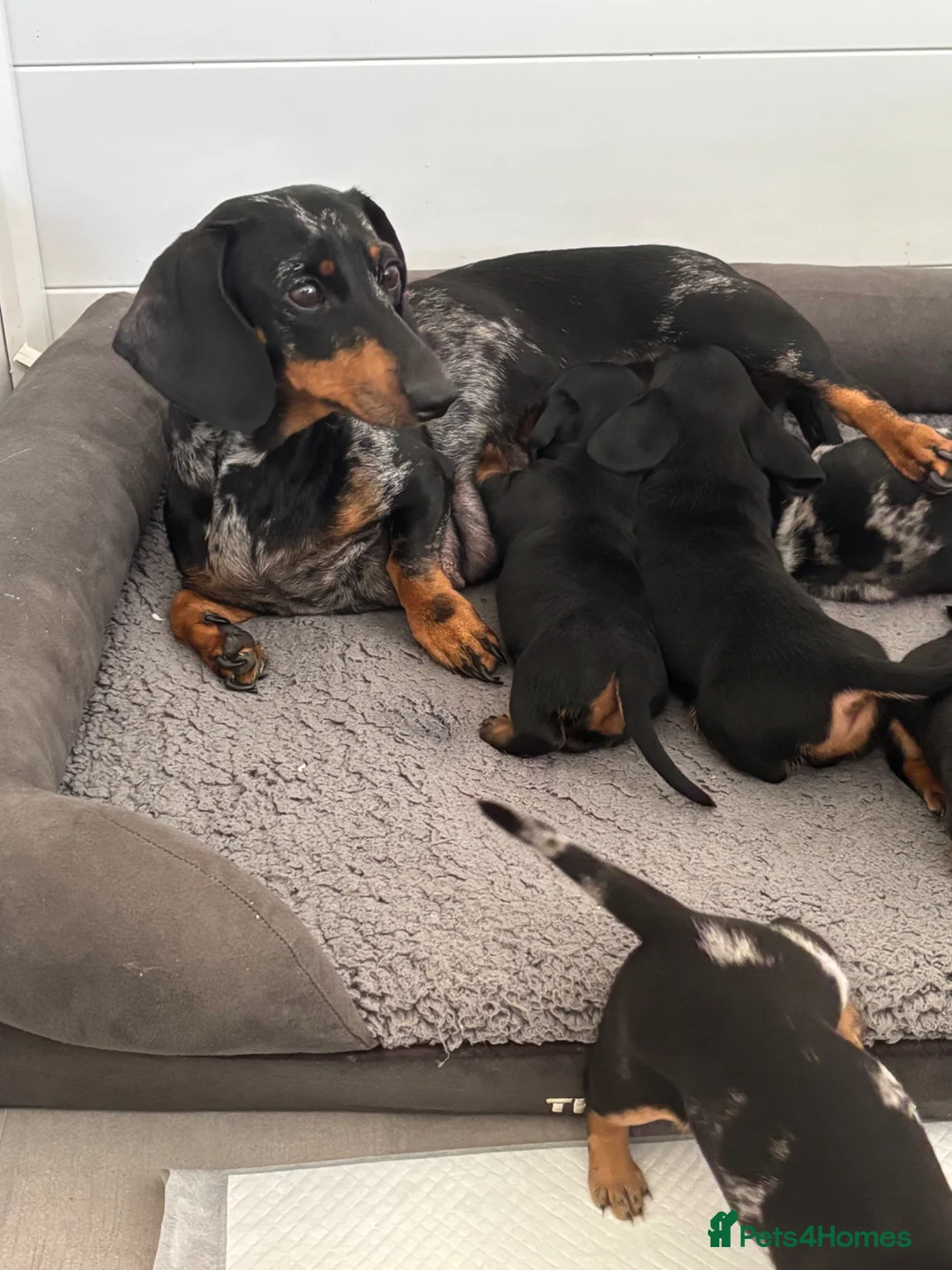 Miniature Dachshund dogs for sale: Beautiful KC true to breed miniature dachshunds   - Advert 11