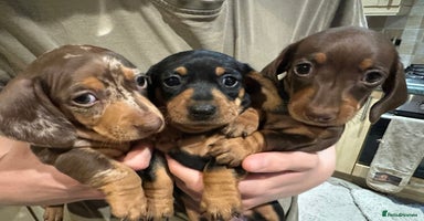 Miniature Dachshund dogs - Advert 2
