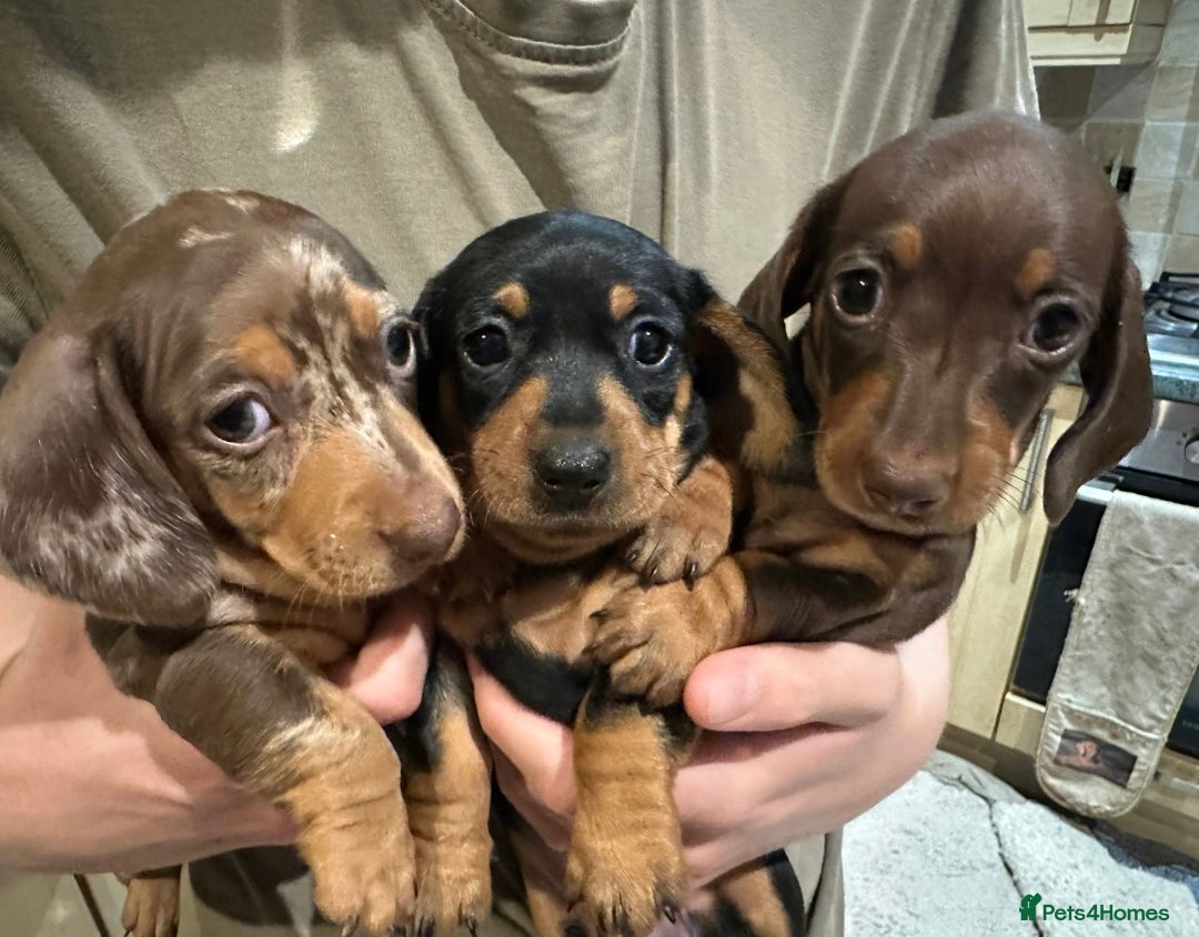 Miniature Dachshund dogs for sale: Kc registered Miniature female dachshund  - Image 2