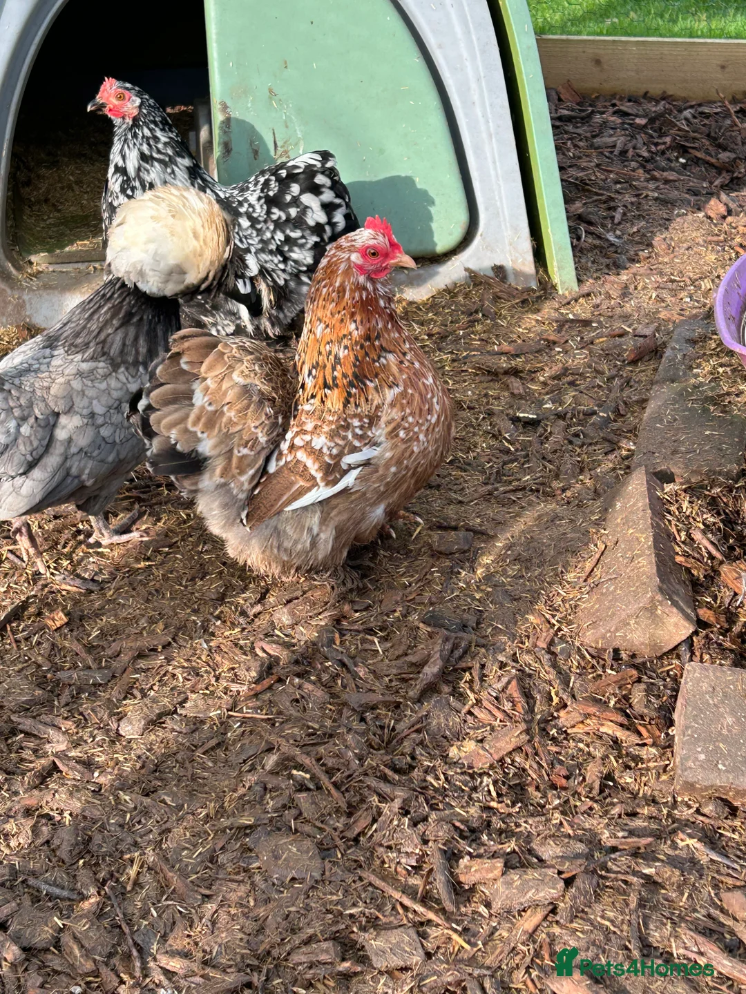 Chickens poultry for sale: Breeding group of mille fleur - Advert 4