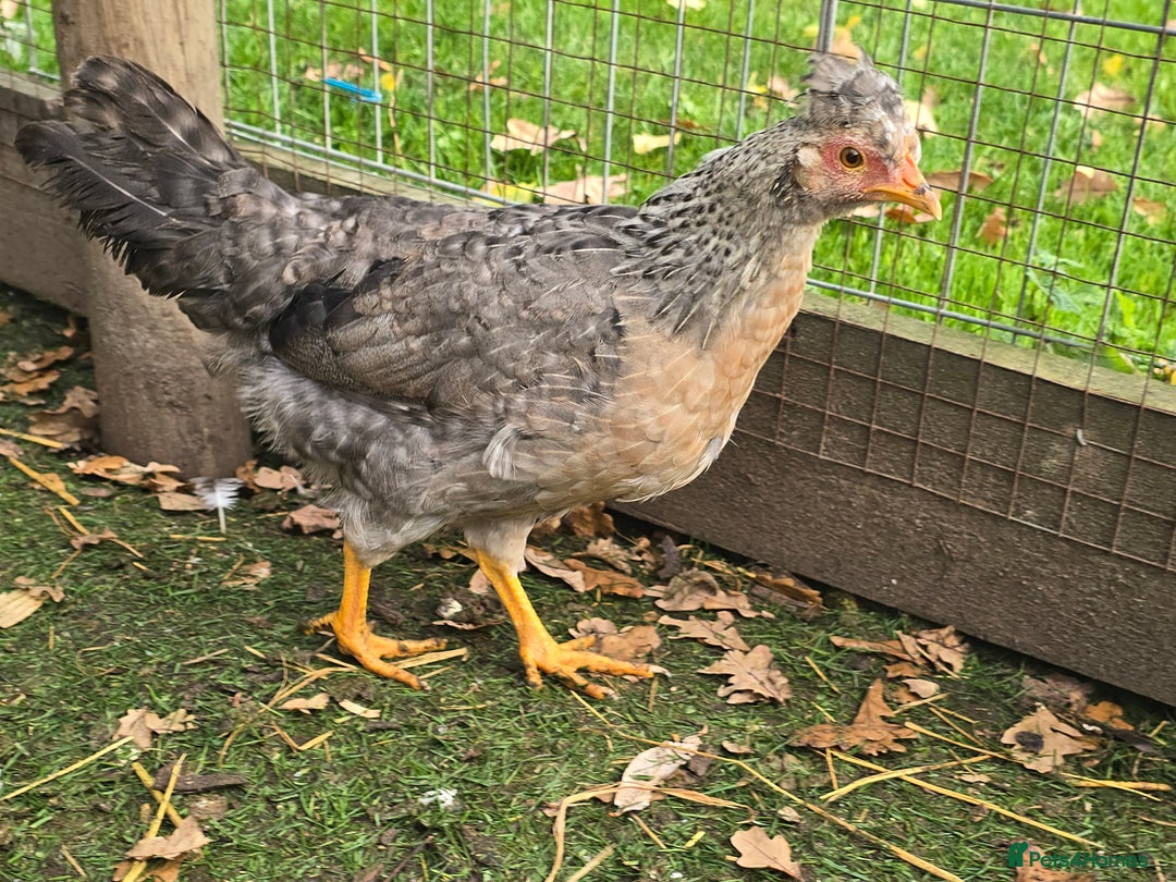 Chickens poultry for sale: Lavender Pekin Bantam Cream Legbar chickens  - Advert 2