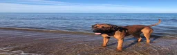 Rhodesian Ridgeback dogs for stud: Athletic RR for stud  - Advert 11