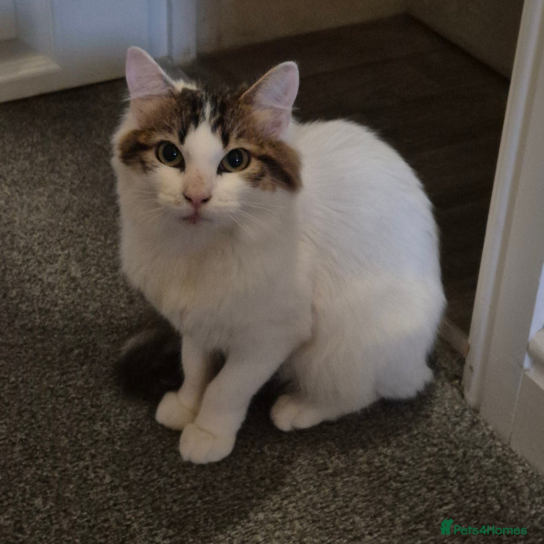 Mixed Breed cats for sale: Snow - Beautiful Mixed Breed Female Kitten - Image 17