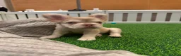 French Bulldog dogs for sale: French bull dogs  - Advert 11