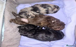 Shihpoo dogs for sale: Ready now, stunning Shihpoo puppies £1650 - Image 12