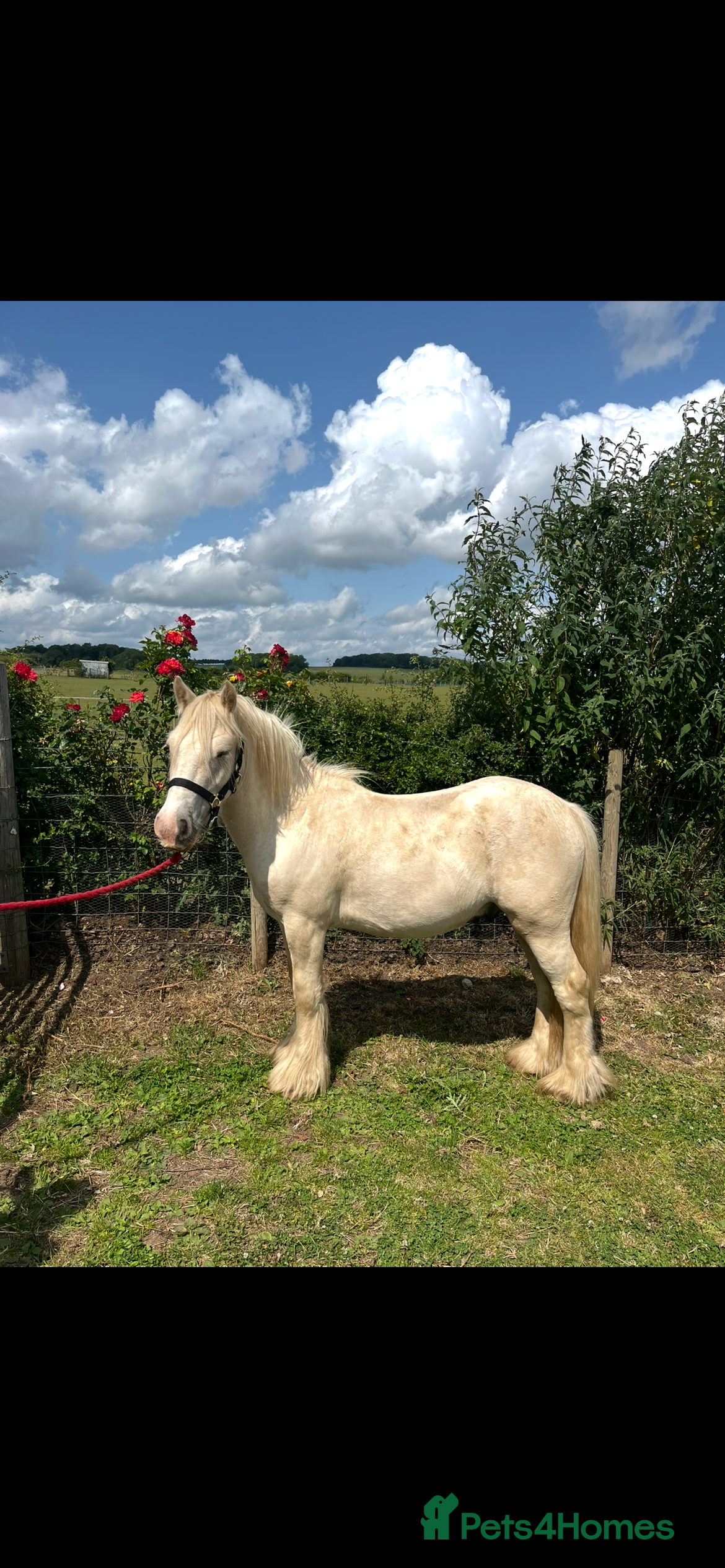 Irish Cob horses Custard 13hh palamino gelding 3 year old - Advert 2