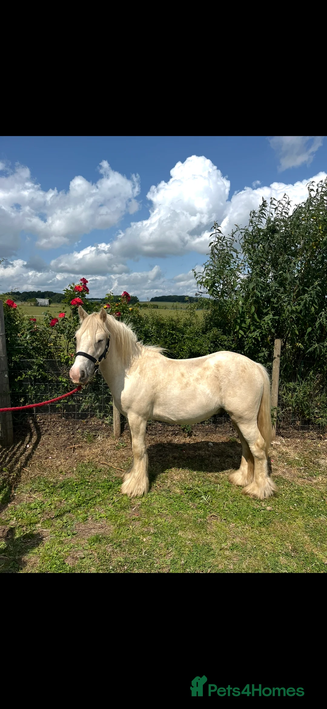 Irish Cob horses for sale: Custard 13hh palamino gelding 3 year old - Advert 1