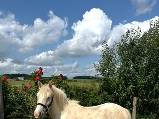 Irish Cob horses Custard 13hh palamino gelding 3 year old - Advert 2