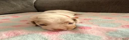 Miniature Dachshund dogs for sale: Beautiful Dachsund Puppies - Advert 5