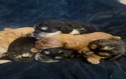 Mixed Breed dogs for sale: Stunning litter of Australian labradoodles  - Image 15