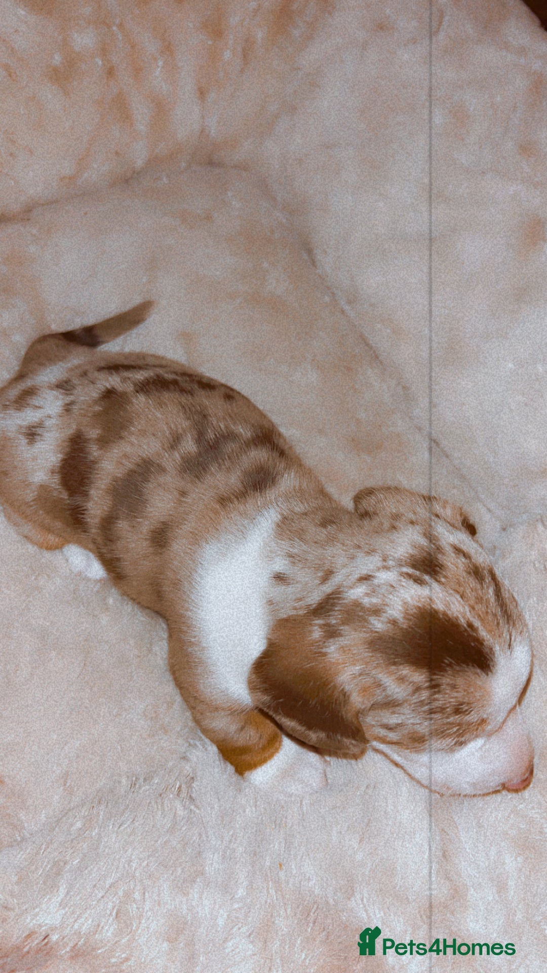 Dachshund dogs for sale: Dachshund  - Advert 15