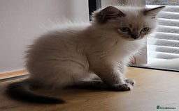 Ragdoll cats for sale: 🌟 Stunning  Pedigree Ragdoll Kittens 🌟 - Image 7
