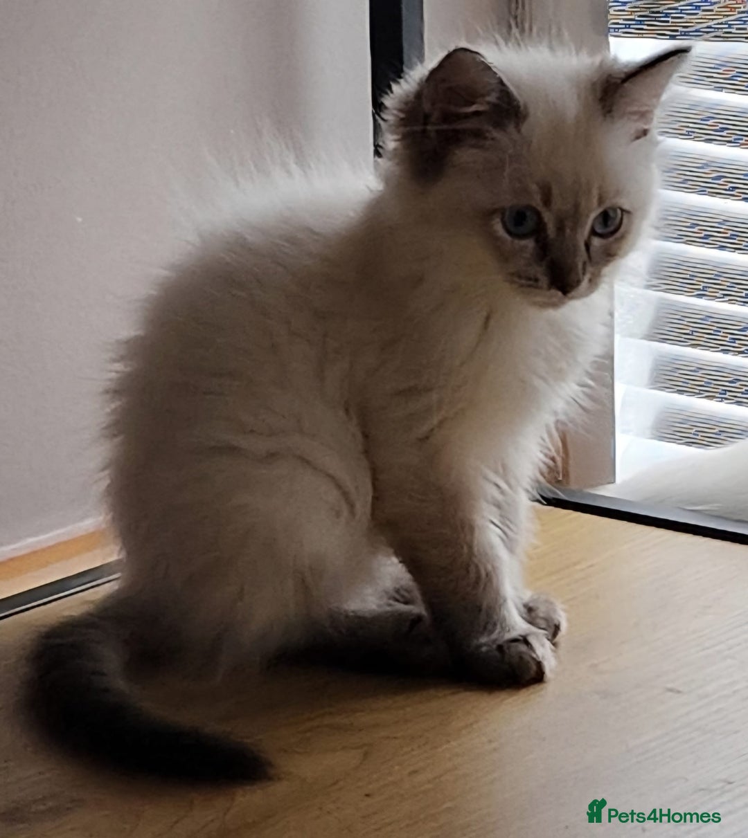 Ragdoll cats for sale: 🌟 Stunning  Pedigree Ragdoll Kittens 🌟 - Image 7