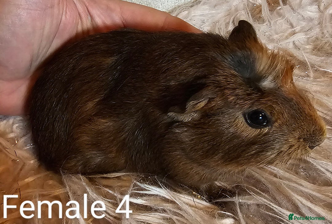 Guinea Pig rodents for sale: 7 Week Old Baby Guinea Pigs - Image 6