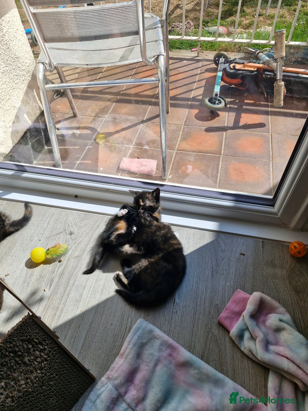 Mixed Breed cats for sale: 4 beautiful moggie girls  - Image 14