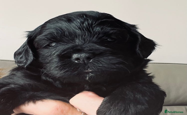Shihpoo dogs - Advert 1