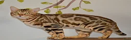 Bengal cats for stud: Quality T.I.C.A reg Bengal for stud SCOTLAND - Advert 5