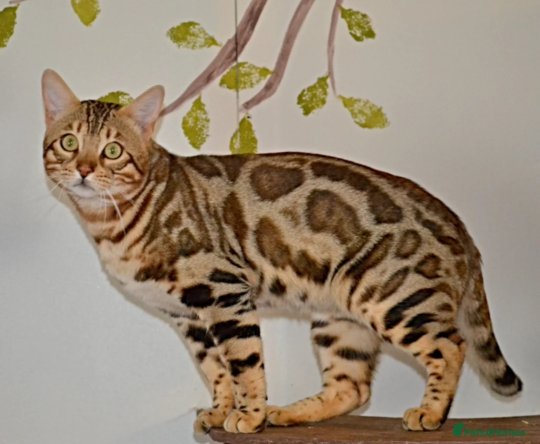 Bengal cats for stud: Quality T.I.C.A reg Bengal for stud SCOTLAND - Advert 5