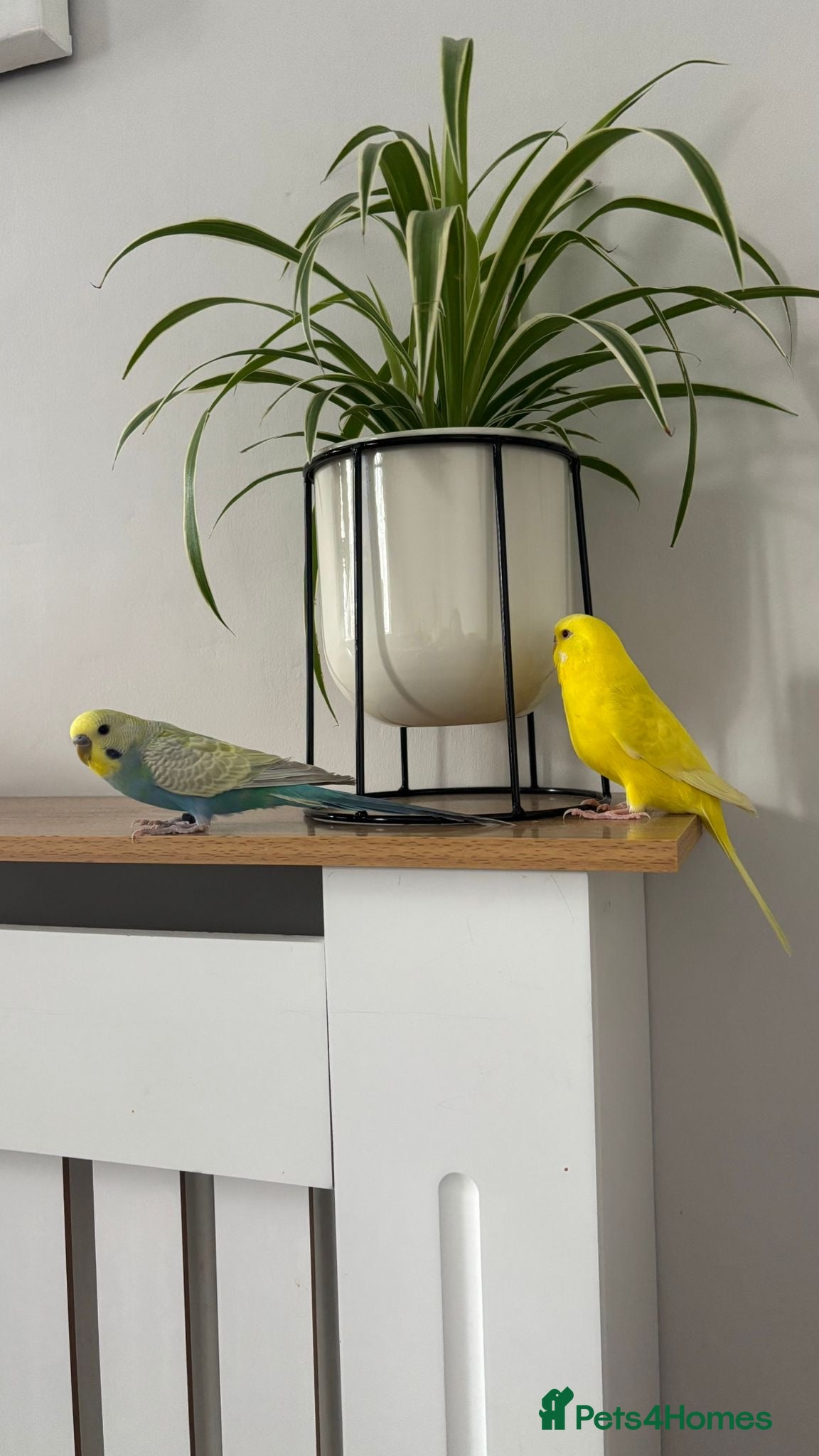 Budgerigars birds 2 beautiful happy budgies plus set up in Cheltenham - Advert 2
