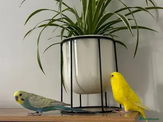 Budgerigars birds 2 beautiful happy budgies plus set up in Cheltenham - Advert 2