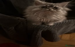 Persian cats for sale: Persian Grey kitten male and female - Image 13
