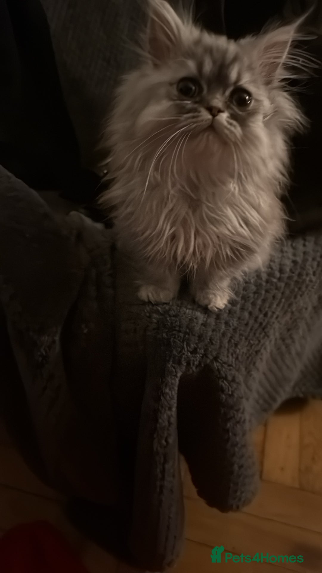 Persian cats for sale: Persian Grey kitten male and female - Image 13