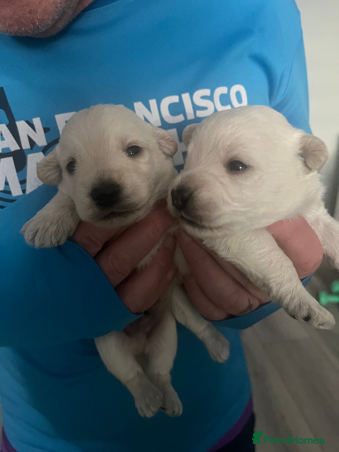 Mixed Breed dogs for sale: Westiepoo pups x2 - Advert 9