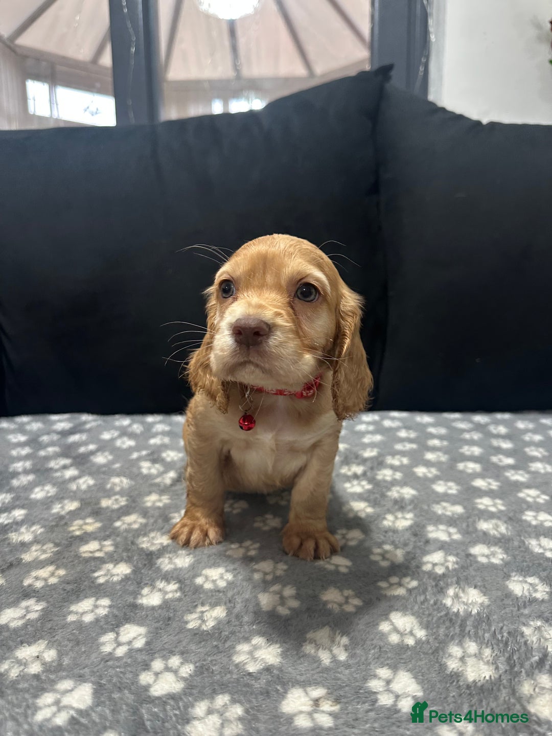 Cocker Spaniel dogs for sale: 3 beautiful cocker spaniel puppies left  - Advert 39