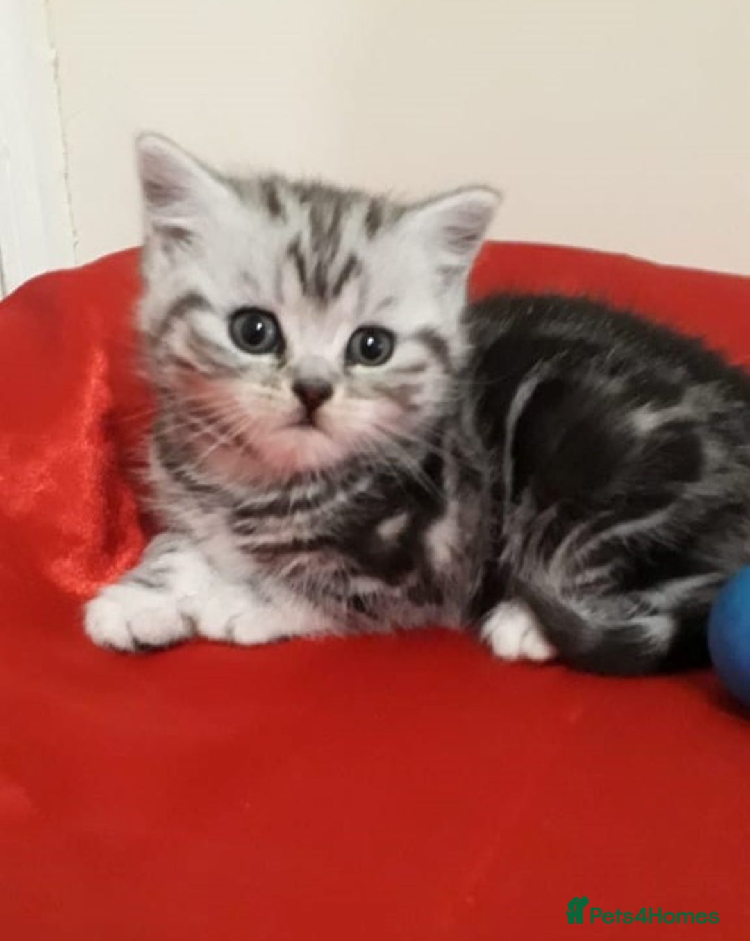 British Shorthair cats for sale: Bsh. Silver Tabby Classic .GCCF . - Advert 17