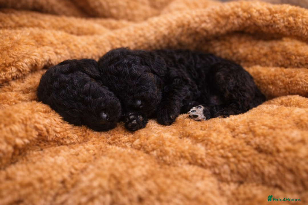 Standard Poodle dogs for sale: Silver KC registered Standard Poodle puppies - Advert 8